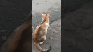 da beli da belah cat shortvideo viralfyp [upl. by Xenia696]