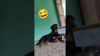 tuffy comedy tuffy funny doglover rottweiler tuffy [upl. by Ewen]