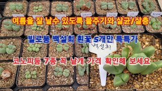 문의01074599915 빌로붐 흰꽃 5개만 특특가 KoreaSucculent たにくしょくぶつ 多肉植物 [upl. by Wightman]