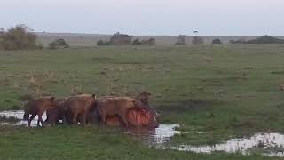 This hippo will tell what it means by eaten alive [upl. by Caughey]