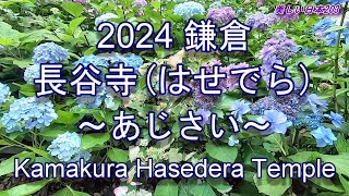 2024 鎌倉・長谷寺～あじさい～ 2024 Kamakura Hasedera Temple Hydrangea [upl. by Niwled]