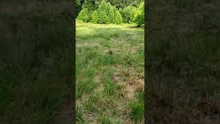 Live trapping groundhogs  Release 1 [upl. by Blakeley956]