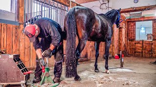 Satisfying horse shoe cleaning Hoof maintenance [upl. by Anselmi]