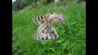 quotParnassius apollo transitoria in Kopulaquot Eine Bilderschau von Karin und Wolfgang Schmökel [upl. by Malamud]