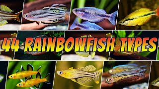 44 Best Types of Rainbowfish  Rare amp Common Pseudomugil amp Melanotaenia  More [upl. by Dearden]