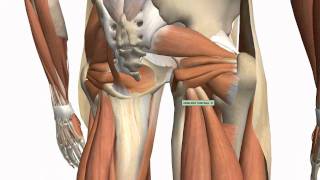 Muscles of the Thigh and Gluteal Region  Part 1  Anatomy Tutorial [upl. by Sher]