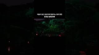 💫어둠이 잠긴 춘당지에 일렁이는 빛의 향연 창경궁 물빛연화 [upl. by Htenywg337]