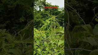 Cuscuta plant  Parasitic plant  Parasitism [upl. by Berns747]