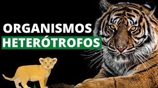 ¿Qué son los organismos heterótrofos y cuáles son sus características Ejemplos🐯 [upl. by Notnil]