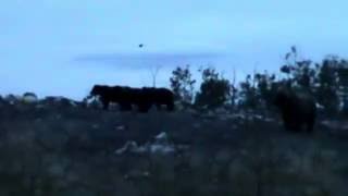 Watching Grizzly Bears at The Landfill in Glennallen Alaska August 2016 [upl. by Ruthven]