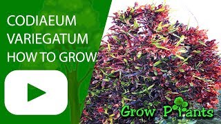 Codiaeum variegatum  grow amp care Garden croton [upl. by Erin167]