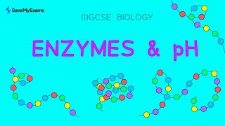 Enzymes amp pH  IGCSE amp GCSE Biology Revision [upl. by Nossaj]