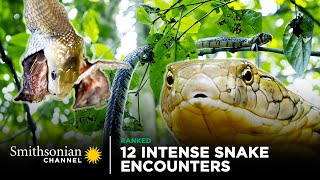 12 Intense Snake Encounters 🐍 Could YOU Survive a Bite  Smithsonian Channel [upl. by Sage]