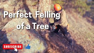 Felling A Tree in the Colorado Mountains [upl. by Nitin315]