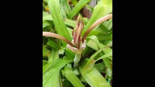 Crinum lilly 🌷 [upl. by Marj]