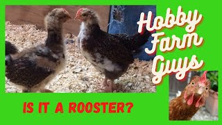 Is It A Rooster How To Tell If A Young Chicken Is Male or Female [upl. by Noak]