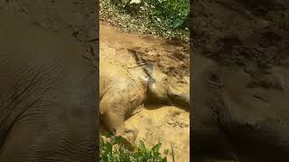 Our lovely playful elephant Ton Oi at Hidden Forest Elephant Reserve in Phuket [upl. by Preiser]