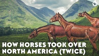 How Horses Took Over North America Twice [upl. by Chrissa]