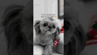 How cute is my Smidge 🐶🥺🎅🏻originalmusic dogs dogmom holidayseason christmassongs shorts [upl. by Nuy]