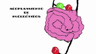 ADN Y ARN Semejanzas y diferencias [upl. by Abehshtab]