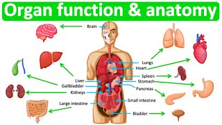 Major organ functions amp anatomy 👫 Quick amp easy learning video [upl. by Nirmak]