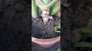 Sitafal grow plant grow BELtips gardening yt short trending🙏🏻 [upl. by Llewellyn836]