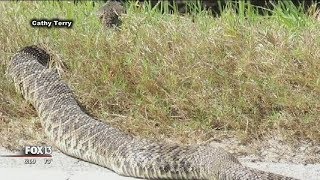 Large rattlesnake startles Florida birdwatchers [upl. by Nnyllaf]