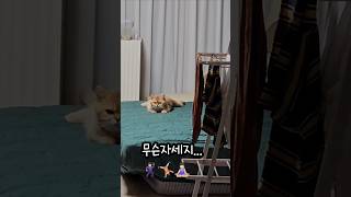 왜그러고 쳐다보는데 ㅋㅋㅋㅋ 쩍벌냥상상이 [upl. by Doty321]