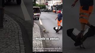 Respeito aos animais ♥️ respeiteosanimais aves [upl. by Odeen]