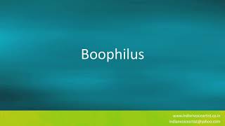 Pronunciation of the words quotBoophilusquot [upl. by Edialeda]