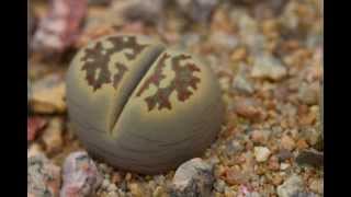 Lithops  quotliving stonesquot [upl. by Ki]