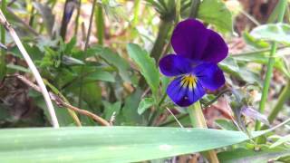 Tricolored Pansy Viola Tricolor  Heartsease  20120602 [upl. by Meurer]