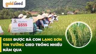 GS55 được bà con Lạng Sơn tin tưởng gieo trồng nhiều năm qua goldseed gionglua farming [upl. by Asilej694]