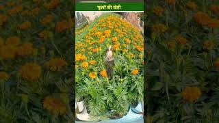 Floriculture गेंदे के फूल की खेती में ये ज़रूरी चीजों का रखें ध्यान kisanofindia flower shorts [upl. by Notnil454]