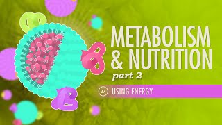 Metabolism amp Nutrition Part 2 Crash Course Anatomy amp Physiology 37 [upl. by Nueovas]