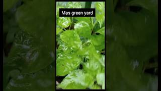 Gardentips gardeningideas malayalam [upl. by Eirrahs]