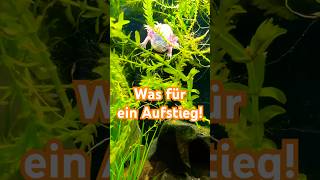 Axolotl hat Luft im Bauch axolotls aquarium animals tiere [upl. by Ardnikal]