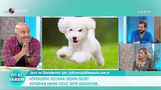 Köpeklerde egzama neden olur [upl. by Lekram352]