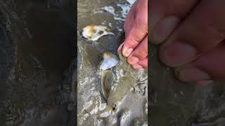 Oyster A lot After The Sea Low Tide oysters usa 100kviews fyp viral tiktok ur uk us [upl. by Miarfe192]