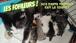 DES CHATONS PARTOUT SUR LA ROUTE  J11 avant la vente   FAMILLE NOMADE EN CAR AMENAGE [upl. by Ennaylime355]