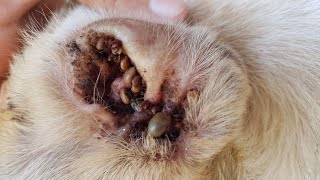 Remove Millions Of Ticks From Poor Dog [upl. by Iliak]