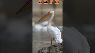 Animals bigger than you think part6 🤯 animals biganimals facts viral tranding world [upl. by Bertina]