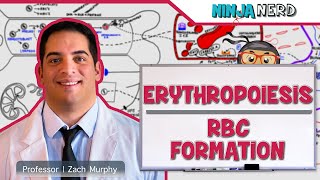 Hematology  Erythropoiesis Red Blood Cell Formation Part 1 [upl. by Maccarthy285]