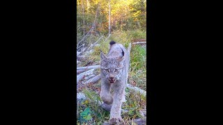 Vignettes from a Northwoods beaver dam [upl. by Liag650]