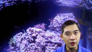 Pauls 240gallon Reef Aquarium again [upl. by Svensen]