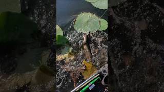 BIG Snakehead SUPER THICK Pad Field Shorts snakeheadsportfishing snakehead invasivespecies [upl. by Pravit]