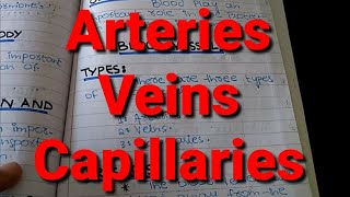 Types of Blood Vessels Arteries Veins and Capillaries XI Biology Chapter 14 [upl. by Luthanen]