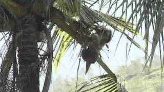 macaque picking coconuts [upl. by Eenimod]