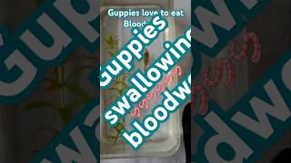 Bloodworm for guppies fish ytshorts trending viralvideo [upl. by Jillane]