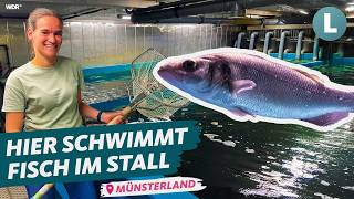 Salzwasserfische made in NRW Landwirtin setzt auf Fischzucht im MünsterlandLokalzeit LandSchafft [upl. by Aicilav]